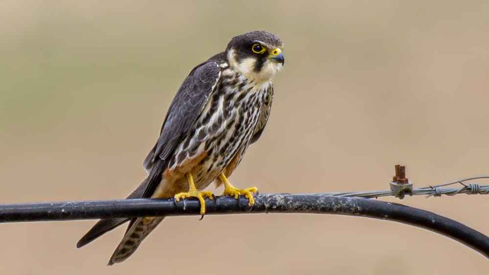 Eurasian Hobby